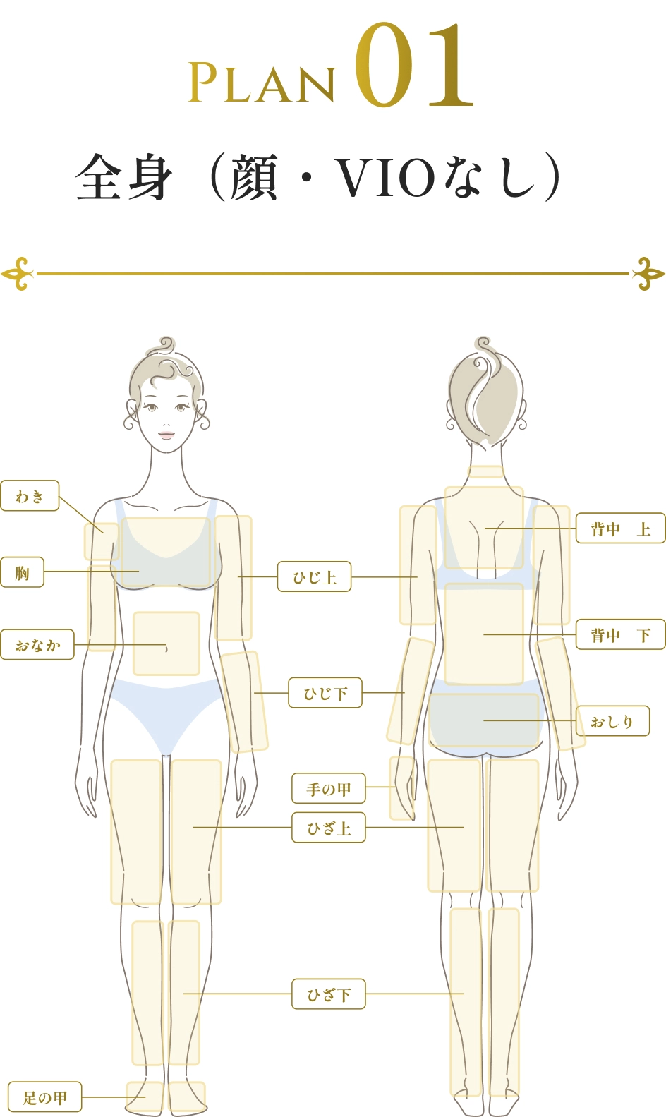 Plan01 全身（顔・VIOなし）
