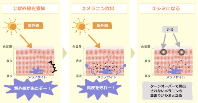 メラニンとは