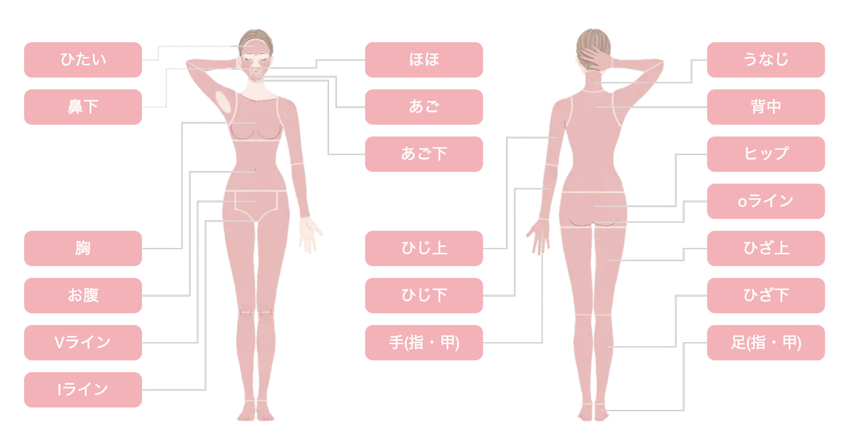 ジュノビューティーの脱毛範囲