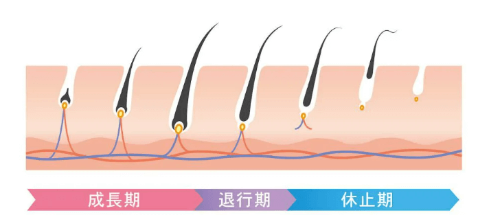 毛周期